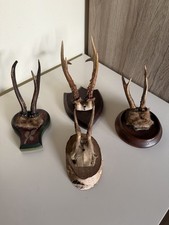4x Rehbock Geweih /