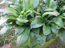 Garten-Sumpf-Vergissmeinnicht  Myosotis palustris 4 Jungpflanzen