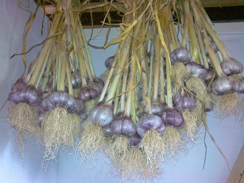 Knoblauch pflanzknoblauch - knoblauch,
