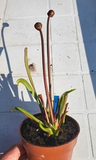 Sarracenia tygo - sarracenia,