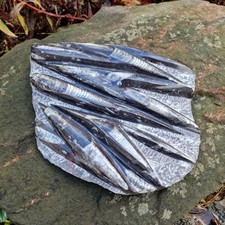 Budawi® Orthoceras Platte XL