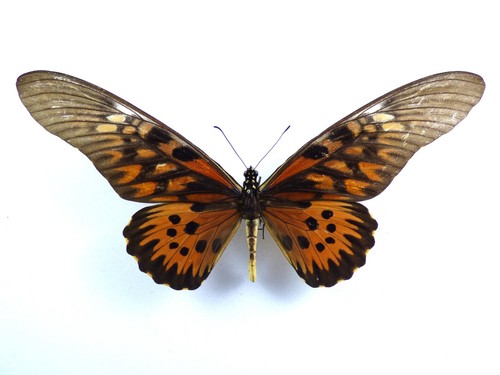 Papilio antimachus ssp