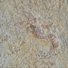 Solnhofen Panzerkrebs Eryma