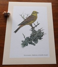 GOLDAMMER * Vogel . Kunstdruck . Poster . Bild . Wand-Dekoration