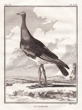 Horned screamer Hornwehrvogel