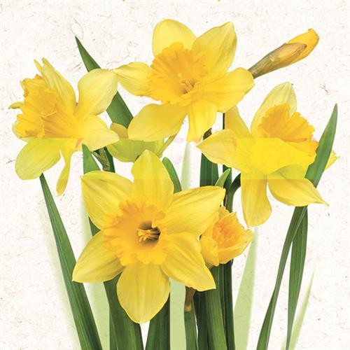 Servietten blumen narzissen - servietten,