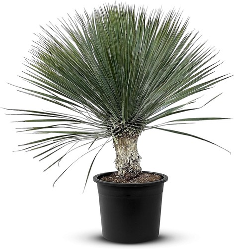 Tropictrees palme yucca - -,