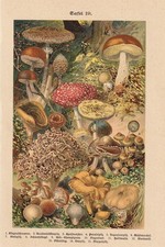 Pilze Fliegenpilz Pfifferling Steinpilz CHROMO-LITHOGRAPHIE von 1899 Hallimasch