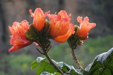 SAMEN der AFRIKANISCHE TULPENBAUM exotische Pflanzen Samen Wintergarten Balkon