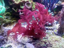 Halymenia durvillei dragons - halymenia,