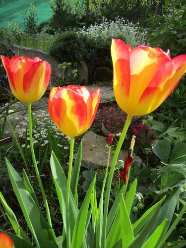 Tulpen zwiebeln winterhart - tulpen,