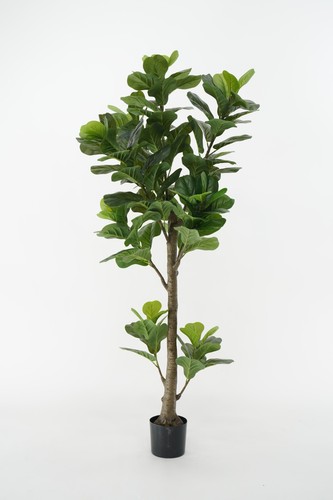 Ficus lyrata künstliche - ficus,