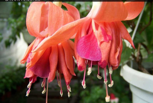 Fuchsien pflanze - fuchsien,