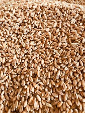 10kg Weizen aktuelle Ernte Hühnerfutter Geflügelfutter Futterweizen Zusatzfutter