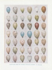 Vogeleier des Kuckucks Kuckuck (Cuculus canorus) FARBDRUCK von 1930 EGGS CUCKOO