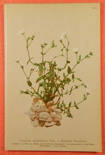Kärntner hornkraut cerastium - hornkraut,