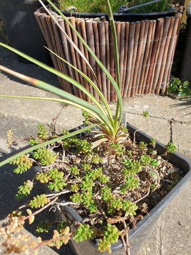 Yucca gloriosa haestrupvej - yucca, 'haestrupvej'