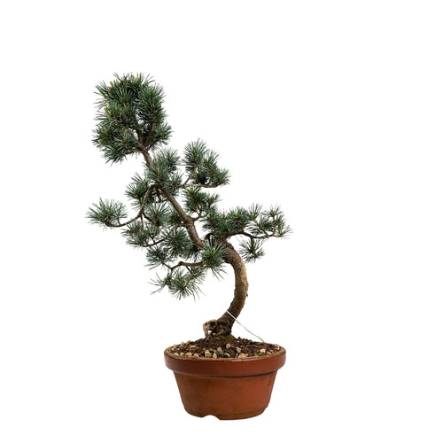 Japan weißer kiefer bonsai - weißer,