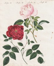 Rosen roses Semperflorens Quatre Damask Botanik Kupferstich Bertuch 1802