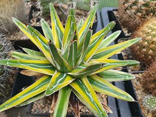 Agave victoria-reginae `Golden