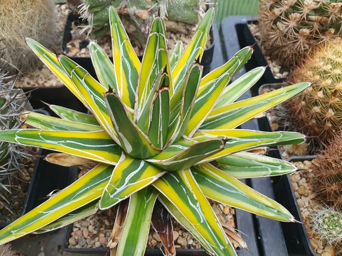 Agave victoria reginae golden - agave, `golden