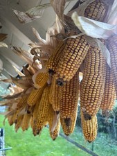 Maiskolben 50 Stück für