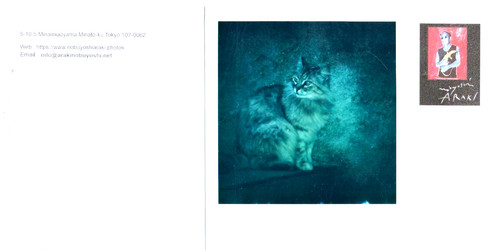 Araki original polaroid - original, "