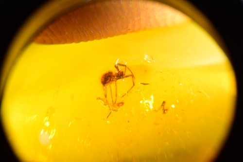 Spinne authentischem - spinne,