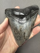 Megalodon hai zahn 13cm - megalodon,