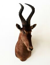 Rote Kuhantilope shouldermount Red Hartebeest Tierpräparat Schultermontage #32