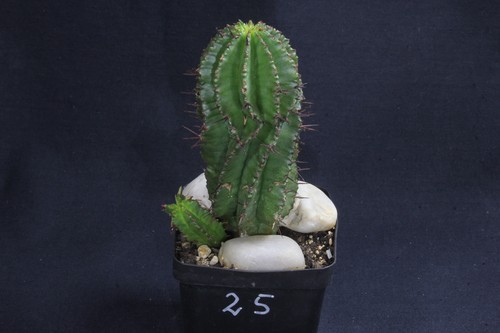 Euphorbia spec wurzelecht - spec.,