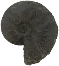 Trias  Ceratides nodosus