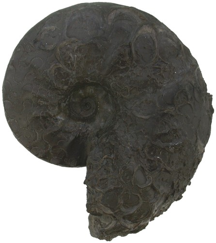 Trias ceratides nodosus - ceratides,