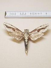 Morpheus Mathani Männchen