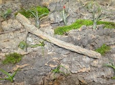 3D -kork-Rückwand mit Korkast