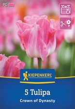 Kiepenkerl Tulpenzwiebeln Crown of Dynasty – 5 Kronentulpen rosa für Beet & Vase