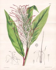 Hedychium Gracile Himalaya Botanik flower botany lithograph Curtis 6638
