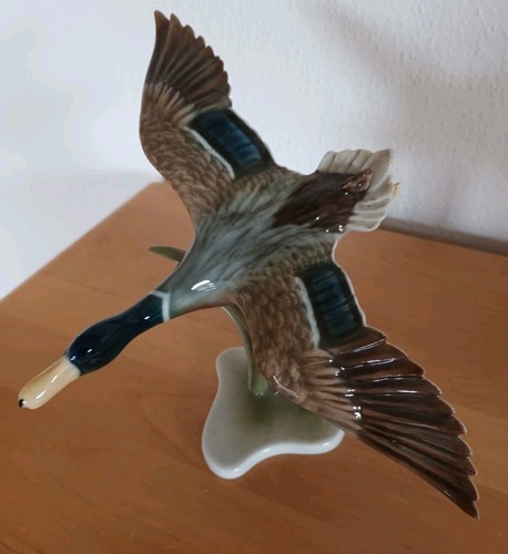 Kaiser ente stockente - stockente, flug