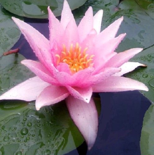 Rosa seerose davies - rosa,
