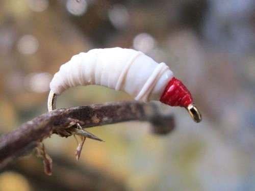 Gilchrist fliegen x maggot - 3,
