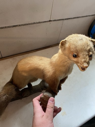 Tierpräparat baummarder - tierpräparat,