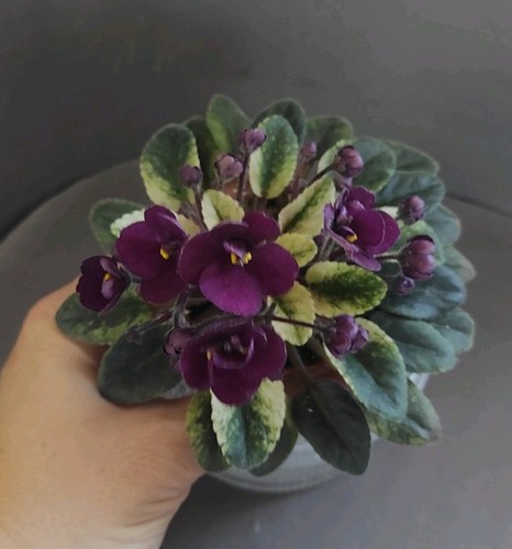 African violet saintpaulia - african,