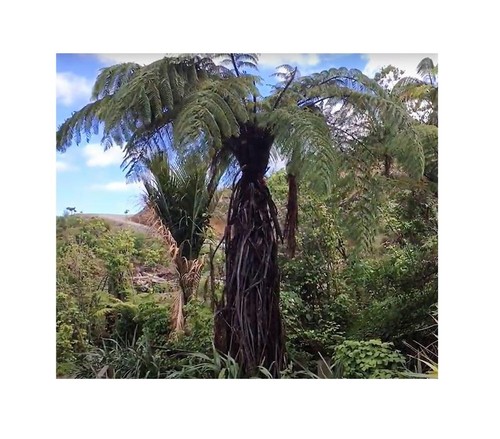 10x cyathea medullaris - 10x,