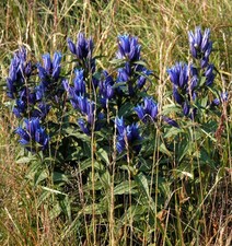 Schwalbenwurz Enzian -