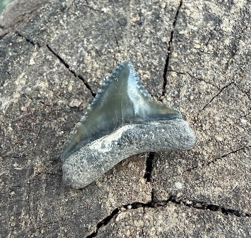 Fossiler baby haizahn - fossiler,