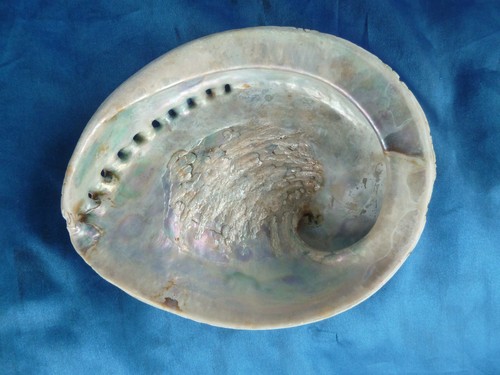 Große abalone paua - abalone, seeohr