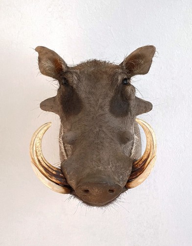 Warzenschwein schultermontage - warzenschwein,