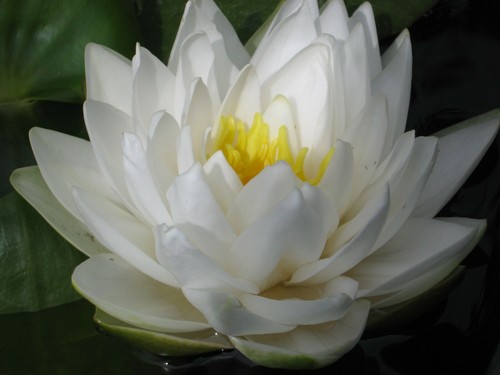 Winterharte seerose nymphaea - winterharte,