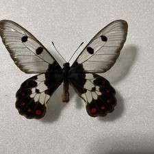 Entomologie*Cressida