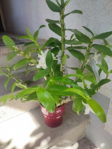 Große dendrobium nobile - große,